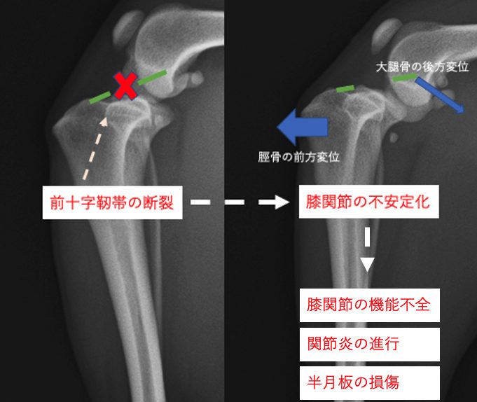 症例画像1